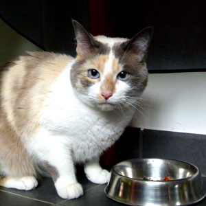 Comment Faire Des Friandises Pour Chat